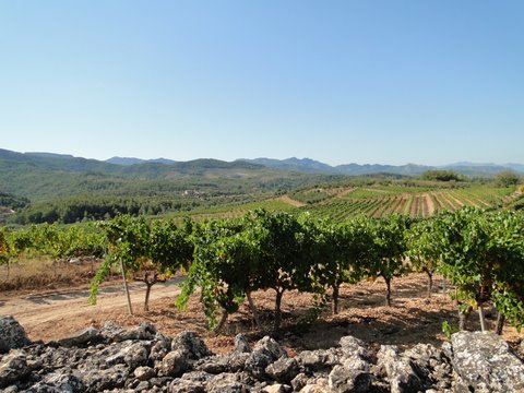 Wijngaarden in de Priorat Wijngaarden in de Priorat